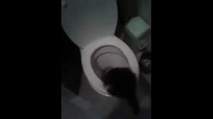 Посрал и упал? самые нелепые падения котов в унитаз! Подборка #4.