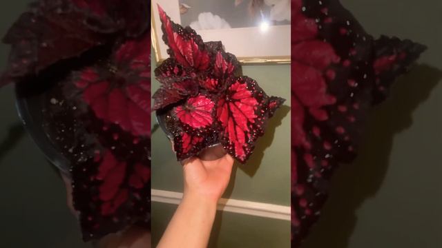 Rex begonia Rothko 😳😳😳❤️❤️❤️ смотреть онлайн