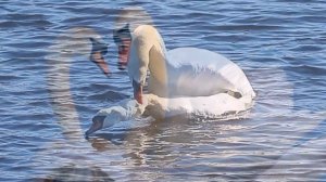 Лебедь-шипун (справочник)