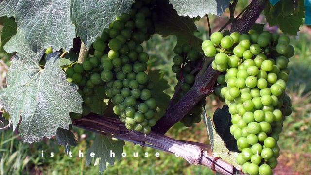 Psalm 80 - the Vineyard of the Lord - Virtual Edition смотреть онлайн