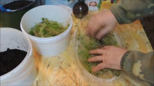 Всходы Иван-чая ?? из семян - на подоконнике! Часть 1. (Russian tea).