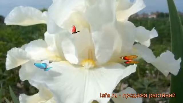 Ирис бородатый Авенель (iris) ? бородатый ирис Авенель обзор: как сажать, рассада ириса Авенель смотреть онлайн