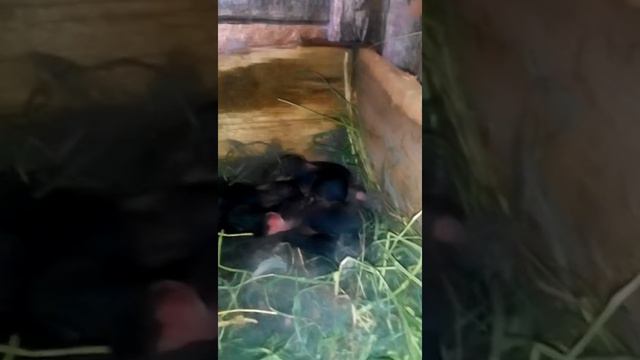 Моя крольчиха Дуся родила маленьких крошек! смотреть онлайн