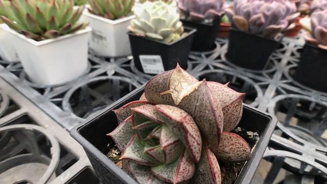 Echeveria Purpusorum 多肉植物圖鑑 大和錦