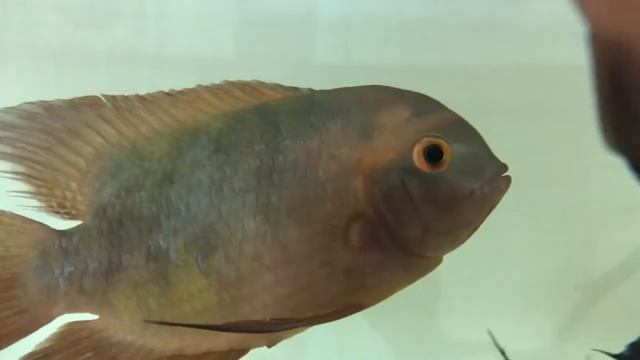 Северум ( ложный дискус ) цихлозома Бражник ( винная) Северум красноточечный смотреть онлайн