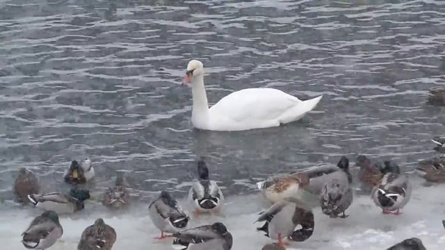 Утки на реке в зимний день, река Орлик, город Орёл смотреть онлайн