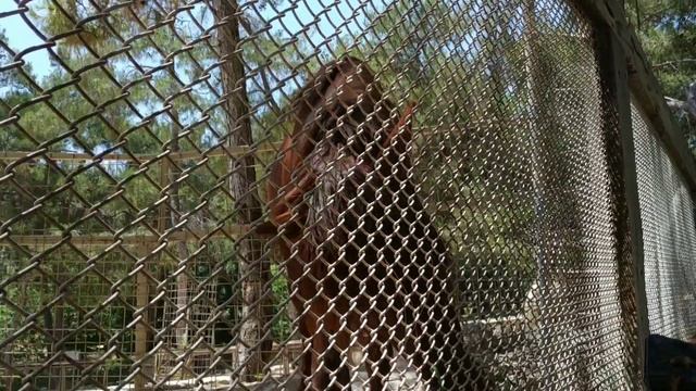 Турция! Зоопарк в Анталии! Достопримечательности Анталии! смотреть онлайн