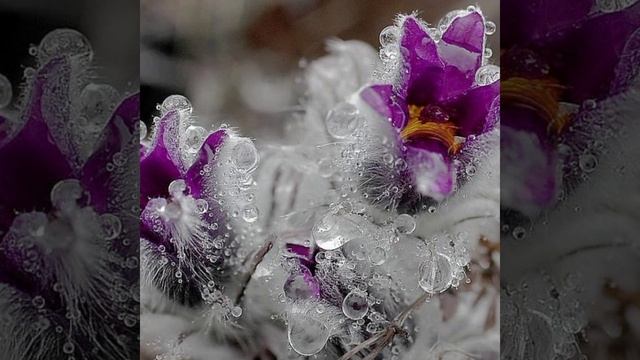 Антонио Вивальди эльфийская ночь смотреть онлайн