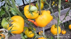 Томат Алтайский Мед