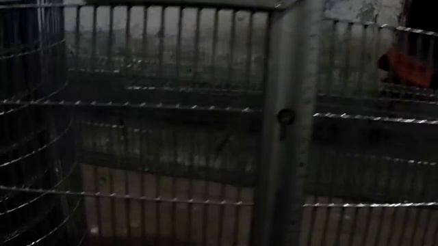 Сетка для клеток, производство Италия №2 смотреть онлайн