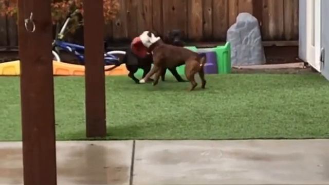 25 Terrifying Seconds of an American Pit Bull Terrier and a Staffordshire Bull Terrier Battling смотреть онлайн