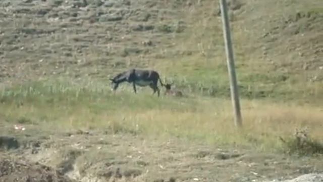 Шемахинские страсти смотреть онлайн