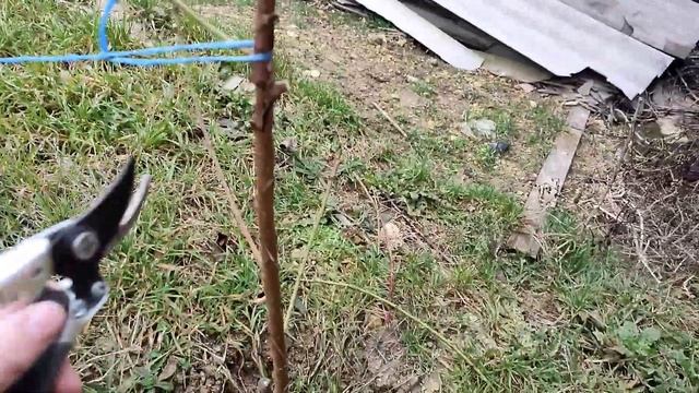 Персик обрезка на второй год , формировка колонна. смотреть онлайн