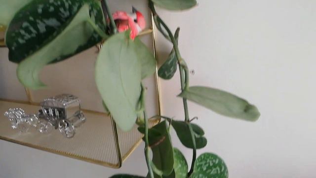 Plant haul 9 | New plants I bought this week | Garden Ideas & DIY смотреть онлайн