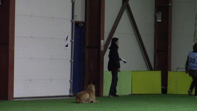 Жданова Виктория малинуа Centurion Чемпионат Санкт-Петербурга. Обидиенс 1 . 17.11.18 смотреть онлайн