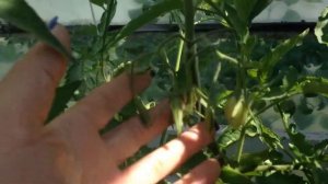 Сорт томата Кёнигсберге Розовый. Помидоры для гурманов.