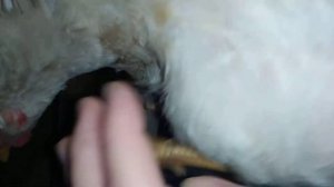 Как 1-2 месяца визуально определить курочка или петушок/Как определить пол цыплёнка/Молодняка