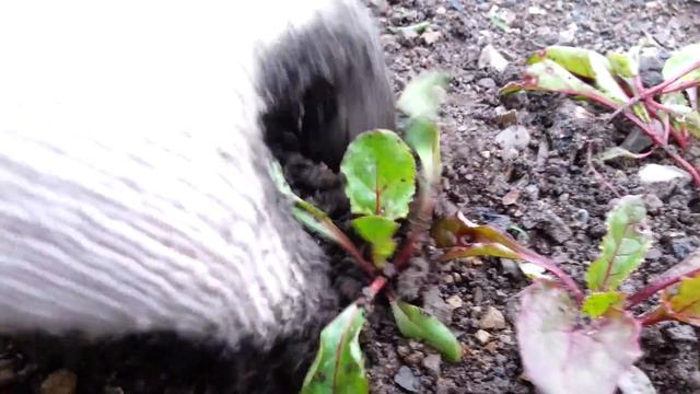 Свекла. Прореживание и пересадка ростков свеклы. смотреть онлайн