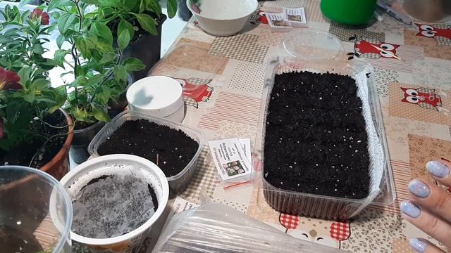 Посев петунии и вкусный завтрак смотреть онлайн