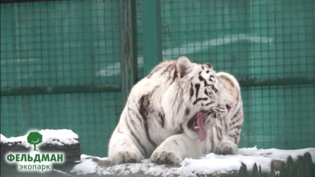Тигр бенгальский белый - Panthera tigris tigris - Бенгальський тигр - Bengal tiger смотреть онлайн