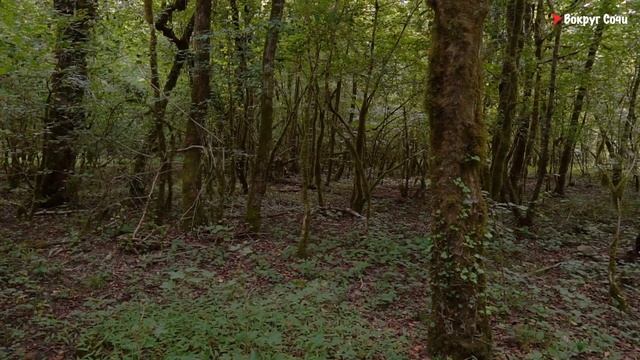 #13 Старые мосты в Красной воле | Навалищенский каньон | Белые скалы смотреть онлайн