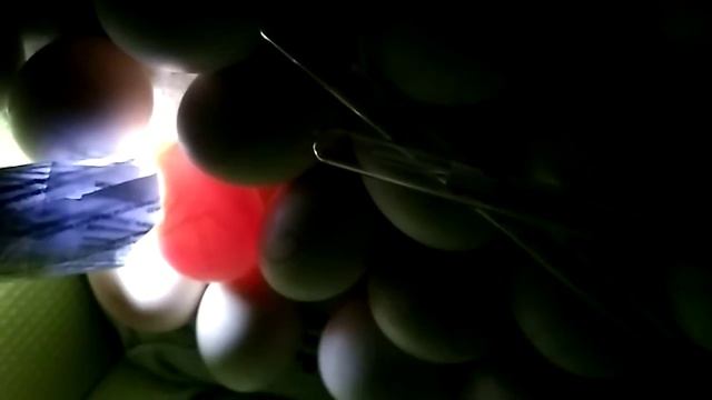 Инкубация яиц мускусных уток. Овоскопирование на 9-10 сутки смотреть онлайн