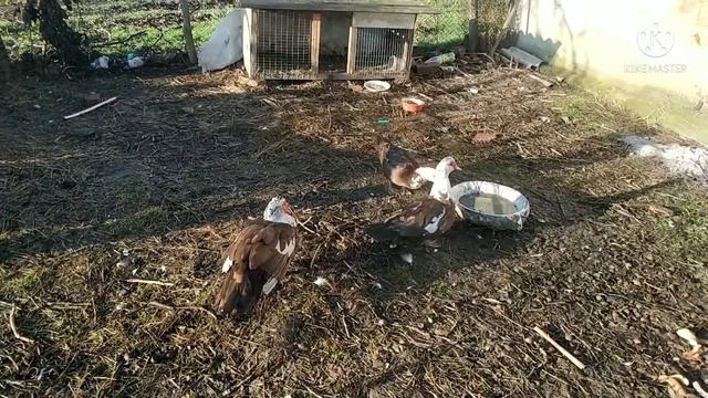 НАЧИНАЕМ ЖИТЬ С НУЛЯ. ЖИЗНЬ В ДЕРЕВНЕ