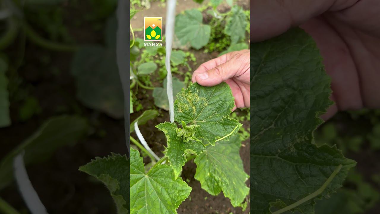 #агроном дает #совет откуда такие #пятна ❓ #агрофирма #огород #дача #сад #garden #семена #овощи