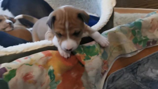 Щенки басенджи 24 дня, SMARAGLIG Kennel смотреть онлайн