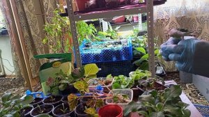 Укоренение черенков бегонии, пеларгонии в перлите и вермикулите.Результат.