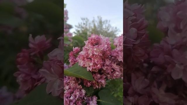 Сирень сорт "Память о Вехове", цветения 23 года смотреть онлайн