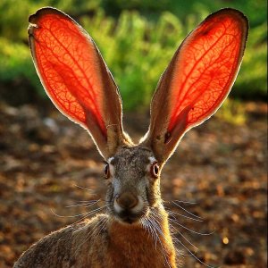 К.Сен-Санс. Карнавал животных.8.