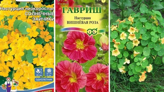 Самые красивые бордюрные цветы, цветущие все лето для украшения цветников и дорожек в саду смотреть онлайн