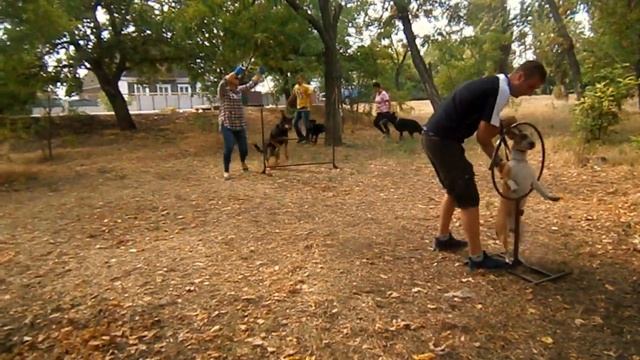 Щенки на занятиях, преодоление спортивных снарядов смотреть онлайн