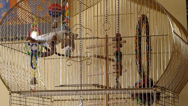 Волнистый попугай Морозко говорит что он самый, самый. смотреть онлайн