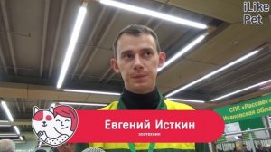 Швицкая корова на ilikepet. Особенности породы, уход