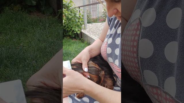 Продажа😃Питомник Йорк & Шпиц.Elite Pets,Крым, Евпатория 🌞+79788972514 Доставка возможна 🥰 смотреть онлайн