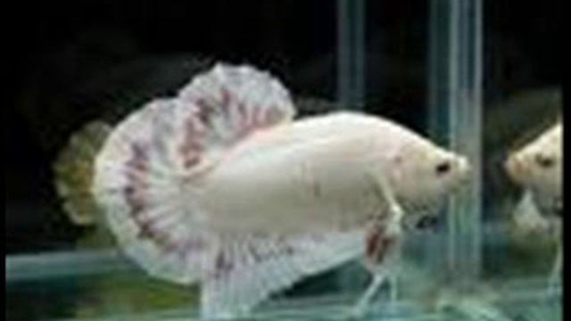 Betta Pulse B смотреть онлайн