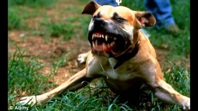 Top 25 Aggressive Dogs смотреть онлайн