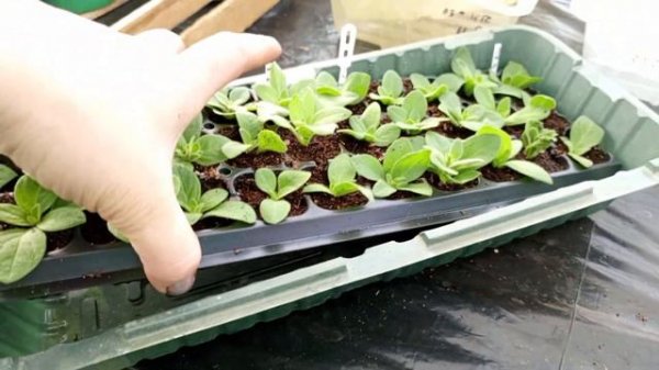 Черенкую Петхоа и Пеларгонию...