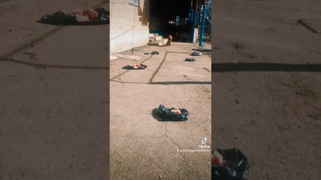Спаниель дрессировка