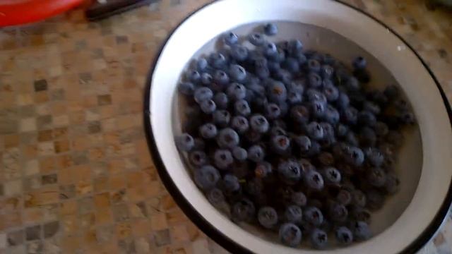 Голубика вкусная и полезная ягода. смотреть онлайн