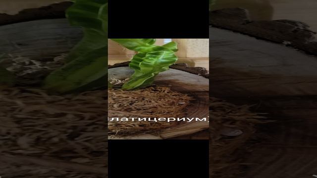 платицериум и асплениум ❤️ на спилах...