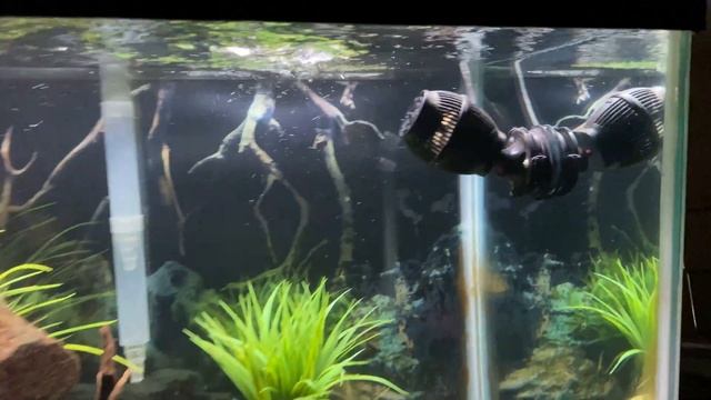 Crystal Clear Aquarium Water  Tips for Fixing a Cloudy Tank