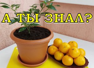 ЦИТРУСОВЫЙ САД ДОМА: выращиваем ЛАЙМКВАТ???