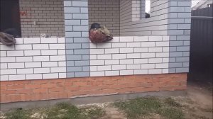 ПОЧЕМУ ПОЯВИЛИСЬ ТРЕЩИНЫ НА КИРПИЧНЫХ СТЕНАХ