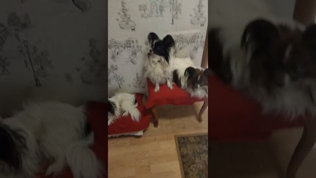 Мои собаки. Прогулка собак. #Лето. #каникулы. смотреть онлайн