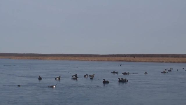 ОХОТА НА ТУРПАНА НА КОЛЫМЕ ЧАСТЬ 2. ОХОТА НА УТКУ В ЯКУТИИ. DUCK HUNTING IN SIBERIA