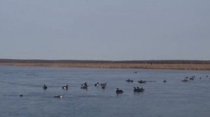 ОХОТА НА ТУРПАНА НА КОЛЫМЕ ЧАСТЬ 2. ОХОТА НА УТКУ В ЯКУТИИ. DUCK HUNTING IN SIBERIA