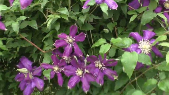 Как цветут клематисы? Клематисы в саду смотреть онлайн